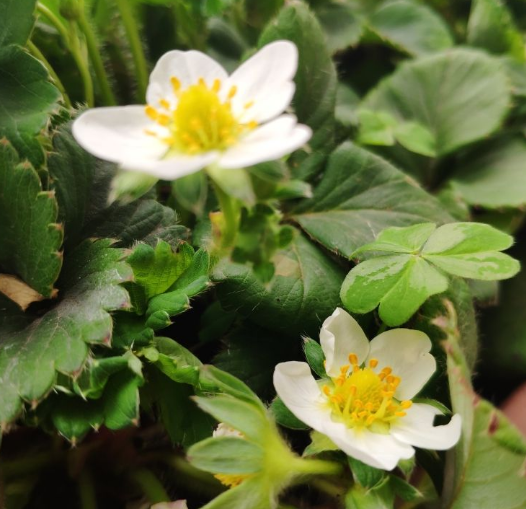 植物@看到这些花，别说不认识，它们的果子你一定吃过！