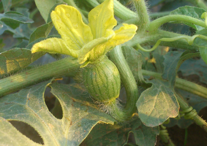 植物@看到这些花，别说不认识，它们的果子你一定吃过！