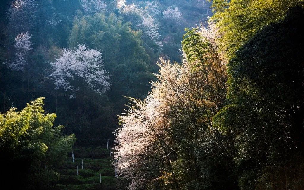 成都邊上的小山谷十里野櫻花盛開驚豔花海無門票正迎花期