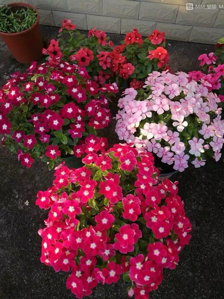 20种春天爆盆花阳台养一盆天一暖和就开爆