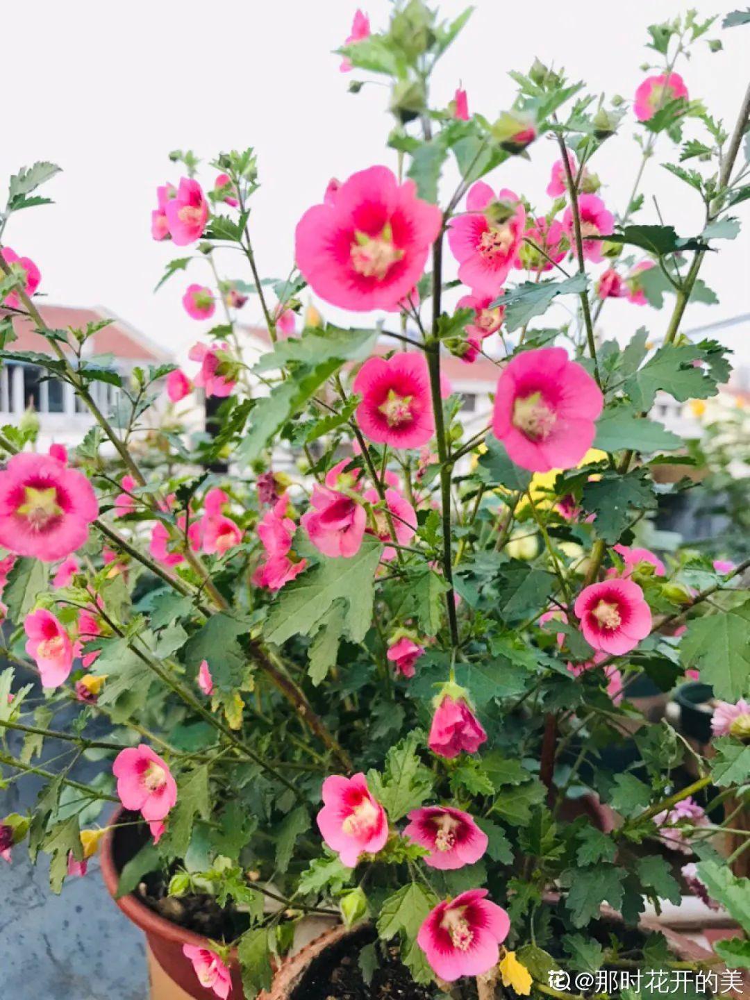 20种春天爆盆花阳台养一盆天一暖和就开爆