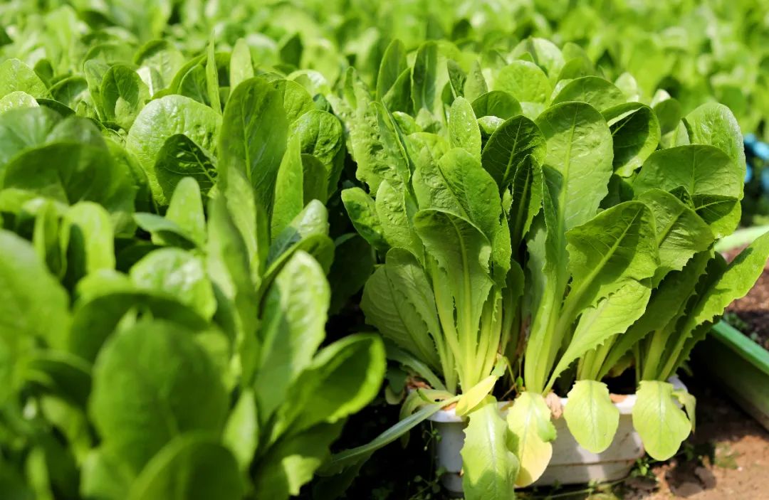 早报关注急急急清丰县8万盆活体蔬菜滞销帮帮他们吧