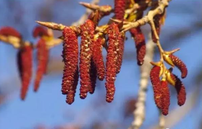 记忆中小时候村里很多这种结芒子的大杨树,每年春天奶奶都会捡了芒子