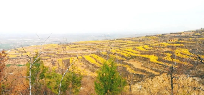 当连翘花遇上翔山,这样的南梁,爱了爱了