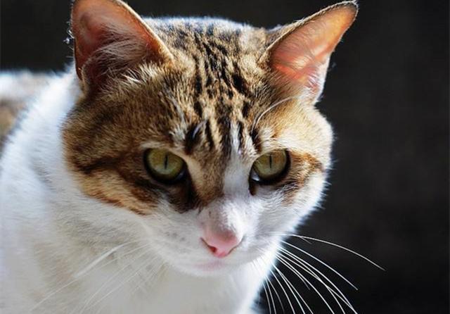 猫咪耳朵都被撕裂过?并非如此,事实上它们天生有4只耳朵_人民号