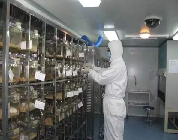 『动物』专家揭秘新冠实验室里的动物模型