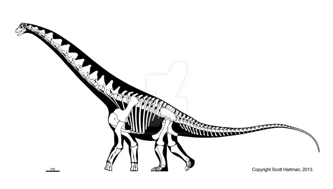 普尔塔龙一度也被认为是最有可能超越阿根廷龙的巨型泰坦巨龙,它拥有