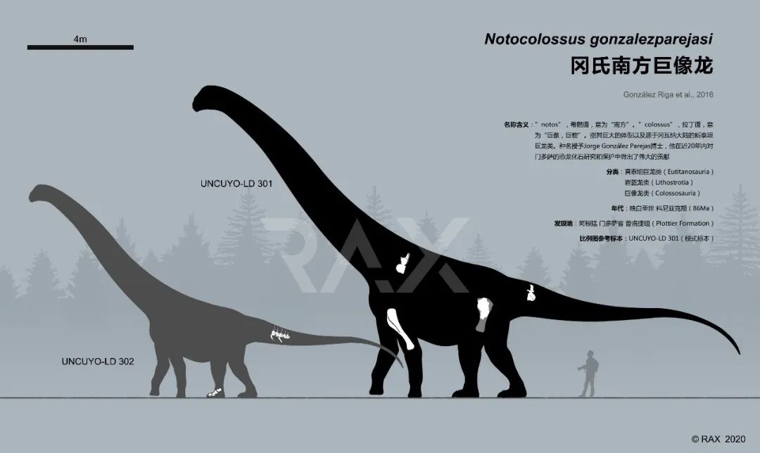 76米),体长应该同潮汐龙差不多.