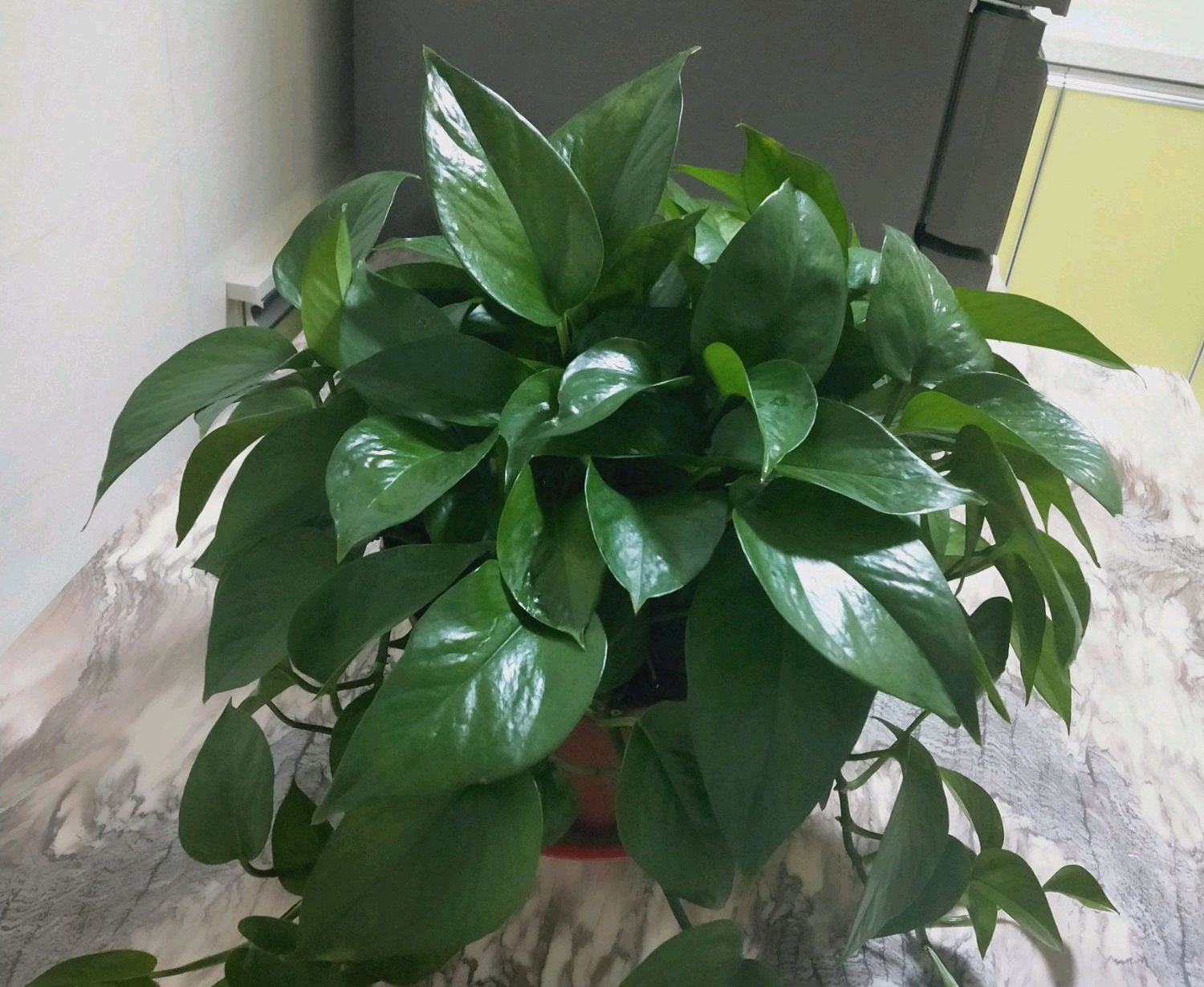 敲重点:绿萝,吊兰,富贵竹是最常见的室内耐阴植物,因为对光照需求不高