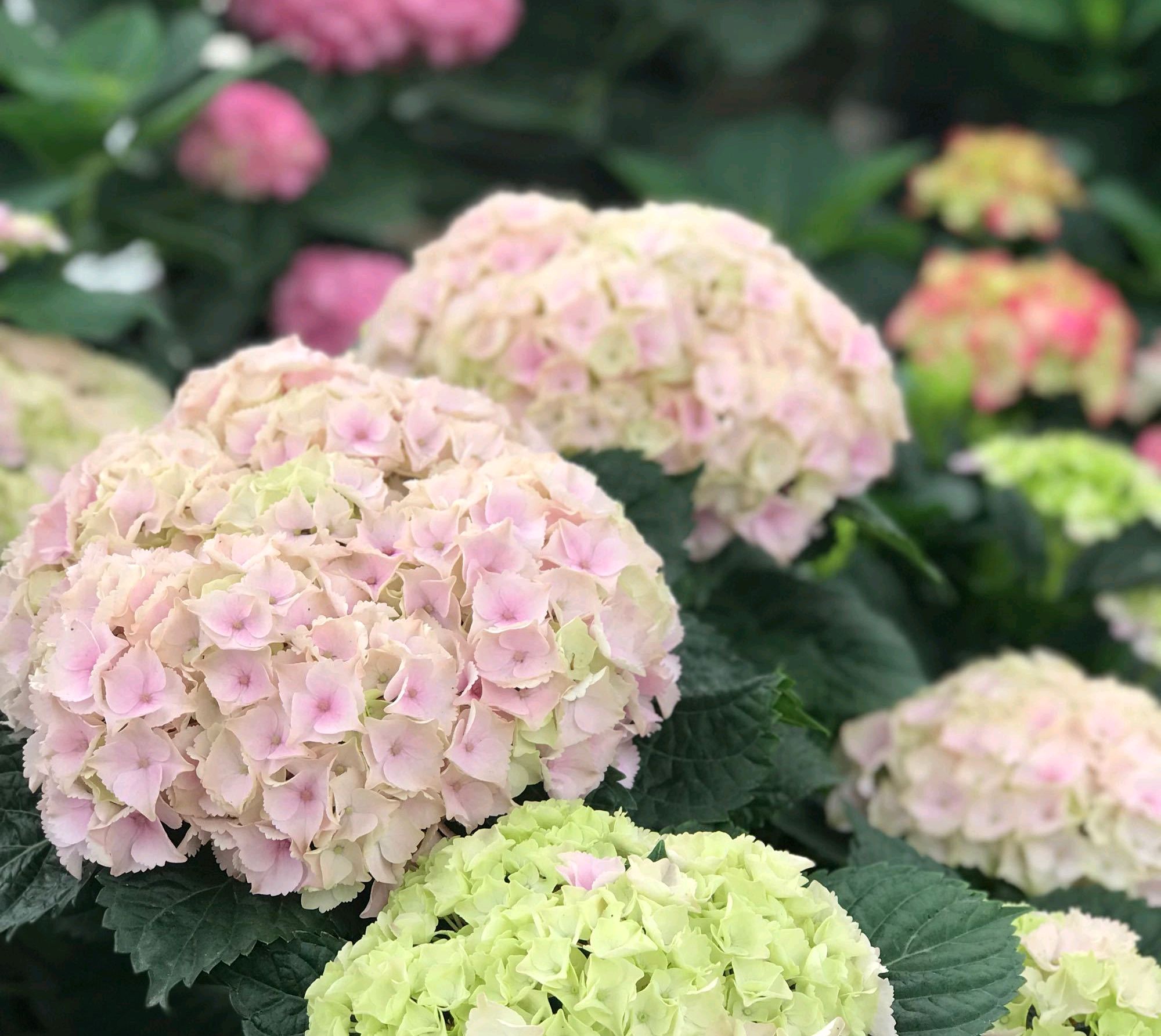 绣球花新叶变色不是病常见7种新叶变红的绣球花品种