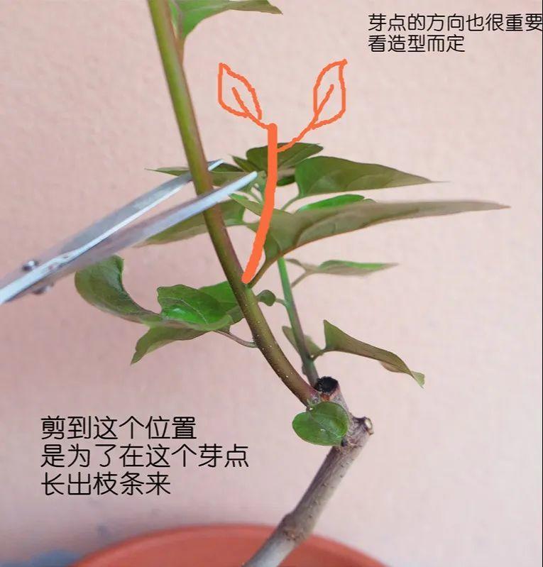 金枝玉叶栽培技术图片