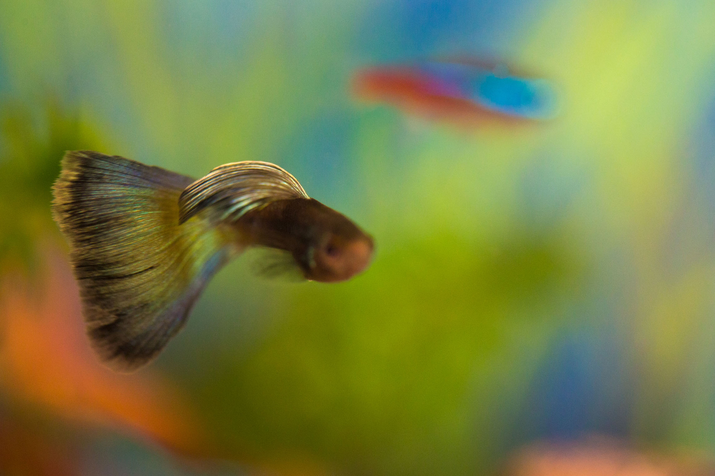 孔雀鱼喂什么余月解答网友问题集三你若掌握养鱼不求人