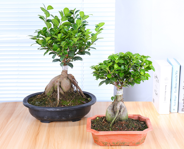 垂叶榕怎么养看花农解答怎么养好垂叶榕