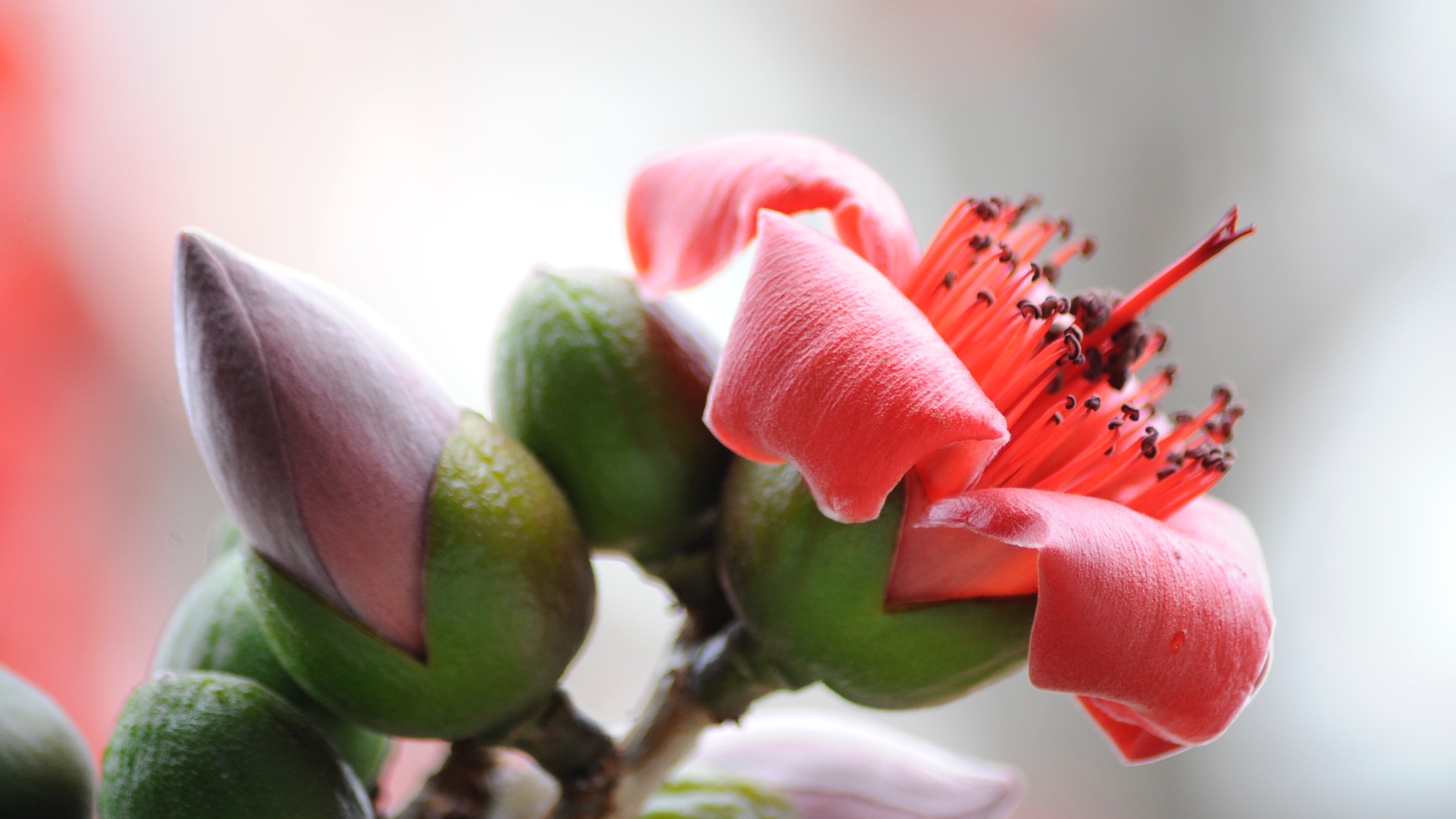 广东东莞虎门 木棉花 05