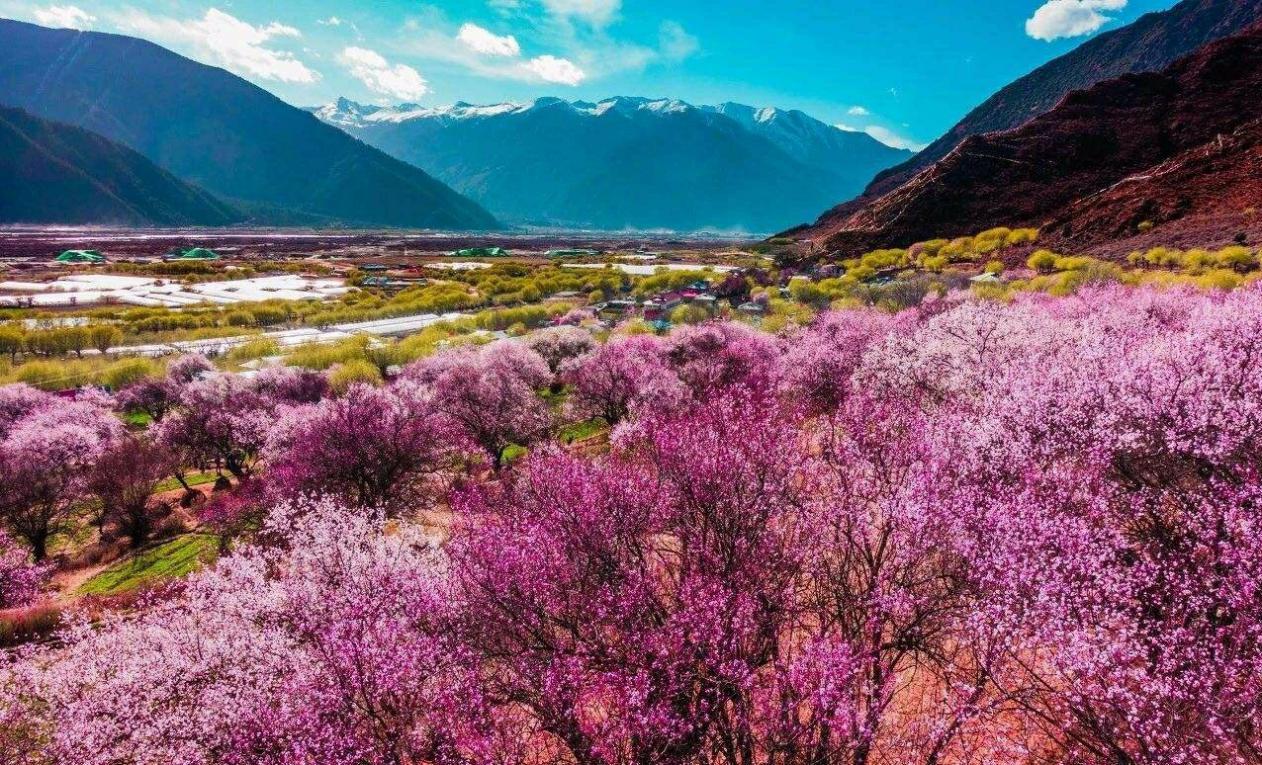 現實版三生三世十里桃花林芝桃花節中國最美的春天就在這