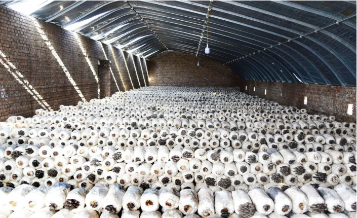 曹家垣乡麦场墕村蘑菇种植基地开工复产