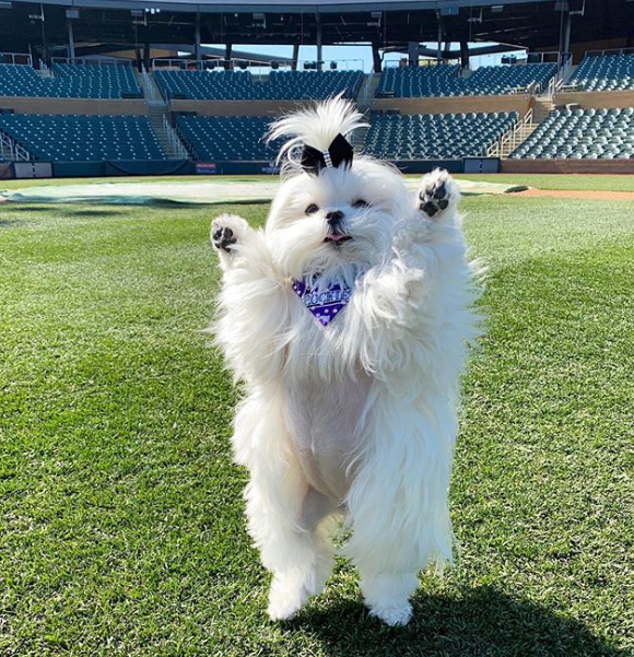 狗狗最爱举手飞高高满脸灿笑看主人快点帮偶拍照