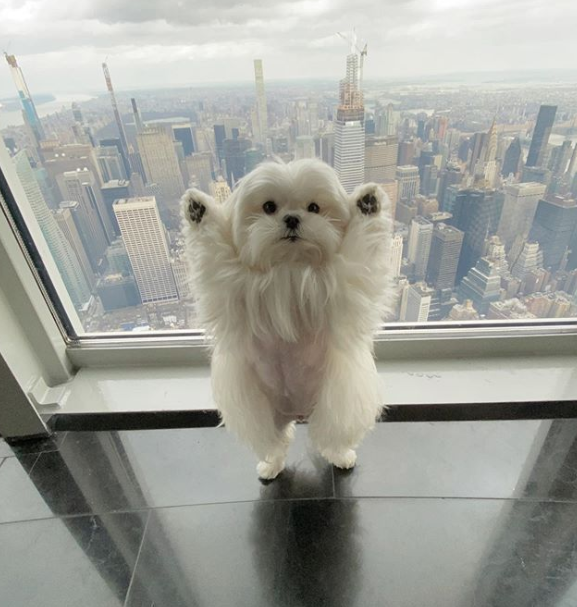 狗狗最爱举手飞高高满脸灿笑看主人快点帮偶拍照