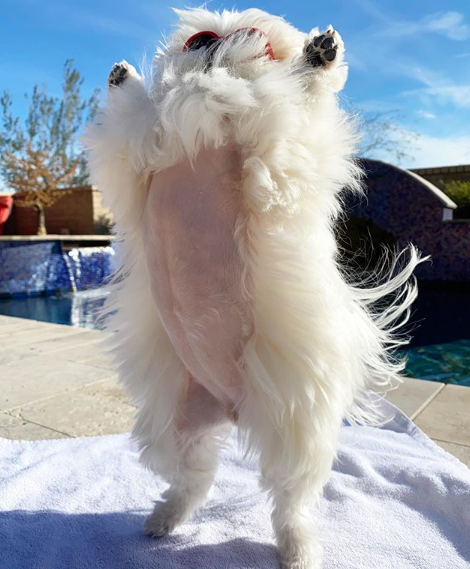 狗狗最爱举手飞高高满脸灿笑看主人快点帮偶拍照