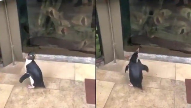 「芝加哥」新冠疫情下芝加哥水族馆无人游玩，企鹅变成唯一“游客”