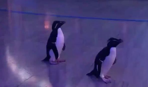 「芝加哥」新冠疫情下芝加哥水族馆无人游玩，企鹅变成唯一“游客”