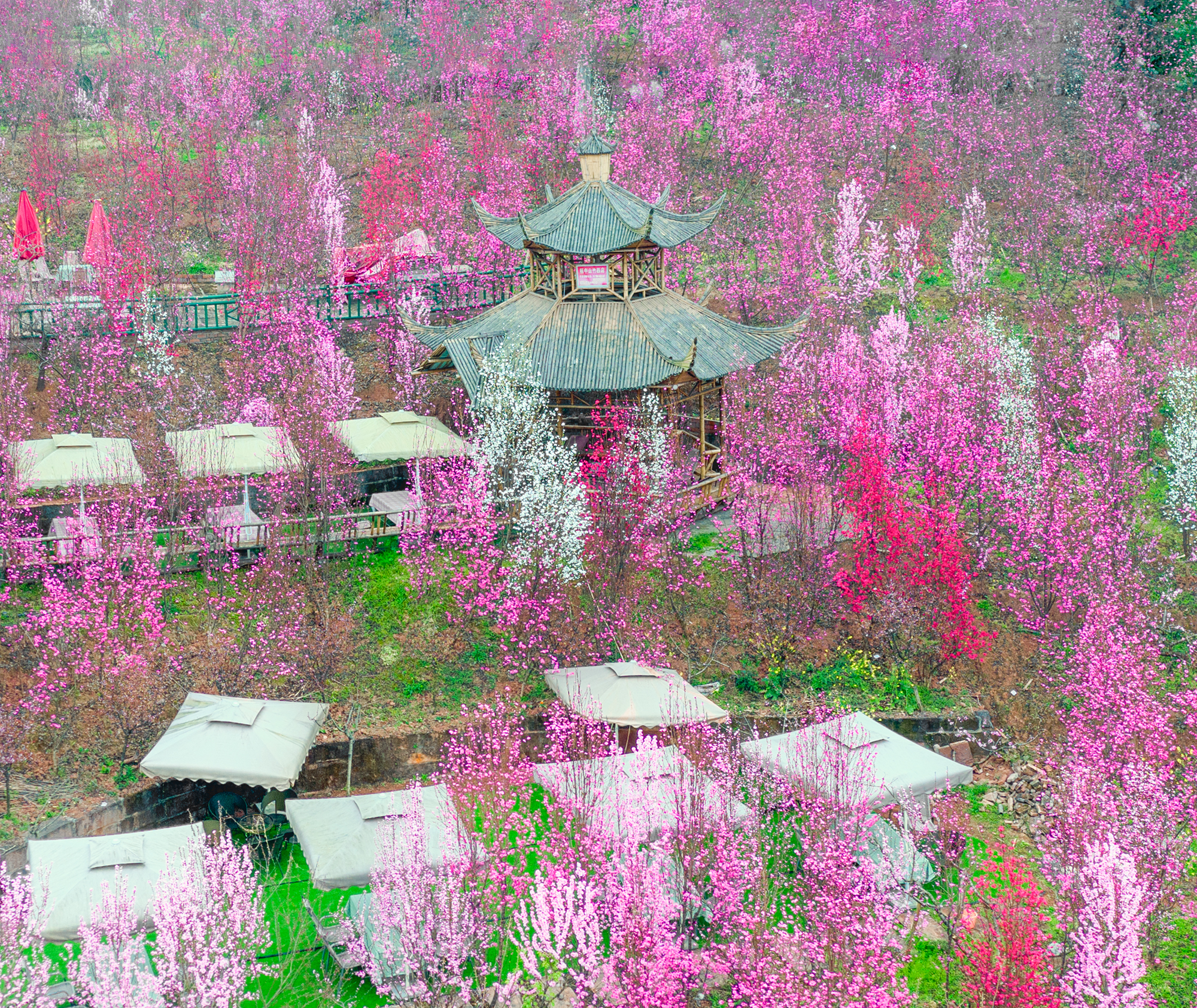 盛花期来临成都娘娘最爱的桃花节赏桃花首次云揭幕