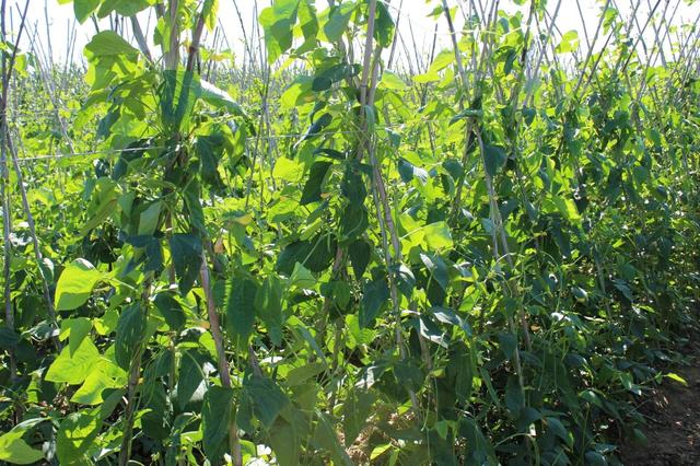 小拱棚豇豆黄瓜高产种植方案从选择品种到采收建议收藏