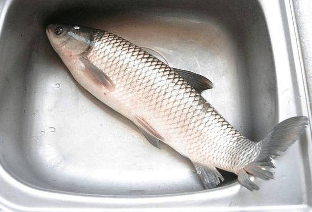 这里就拿鲜活的草鱼来示范,其实这个方法适用所有鲜活鱼类的处理.