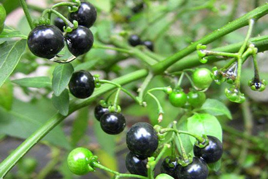 河边摘的野果俗名黑天天吃起来甜甜的80后都吃过