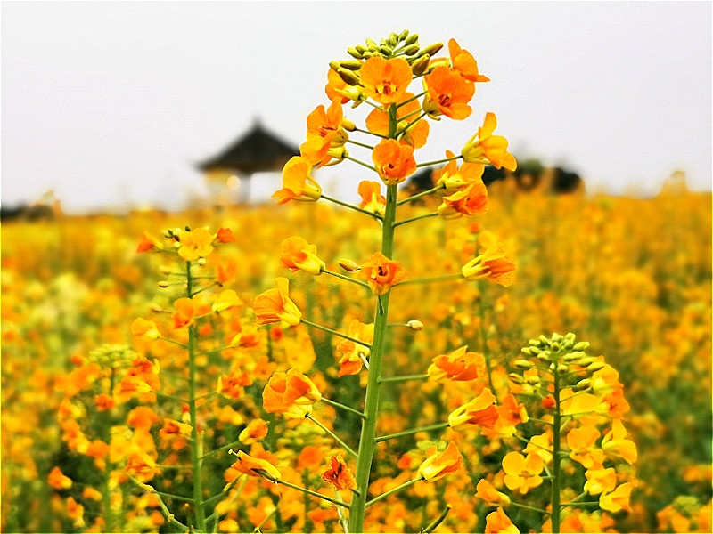 重庆这里竟藏了一片彩色油菜花海