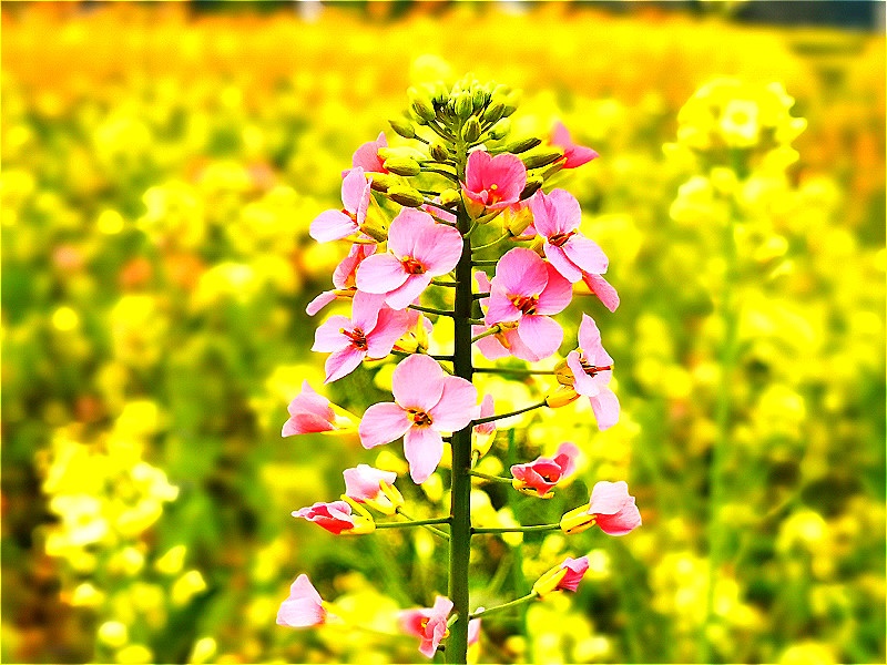 重庆这里竟藏了一片彩色油菜花海