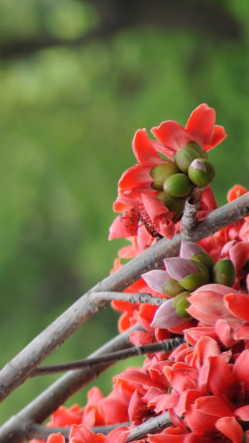 广东东莞虎门木棉花06