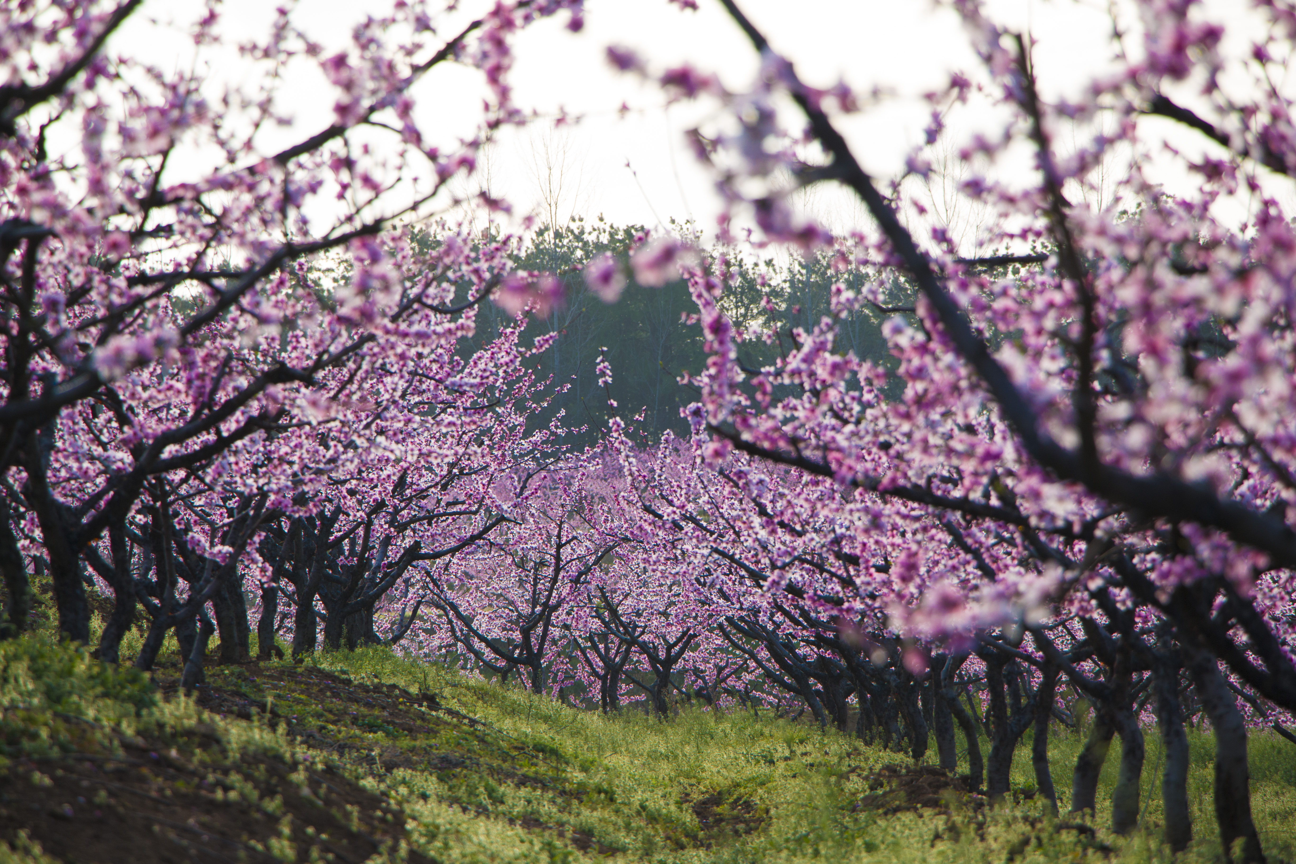 湖北枣阳,素有中国桃之乡之美誉,漫山遍野皆是桃树,春天一到,烟烟霞