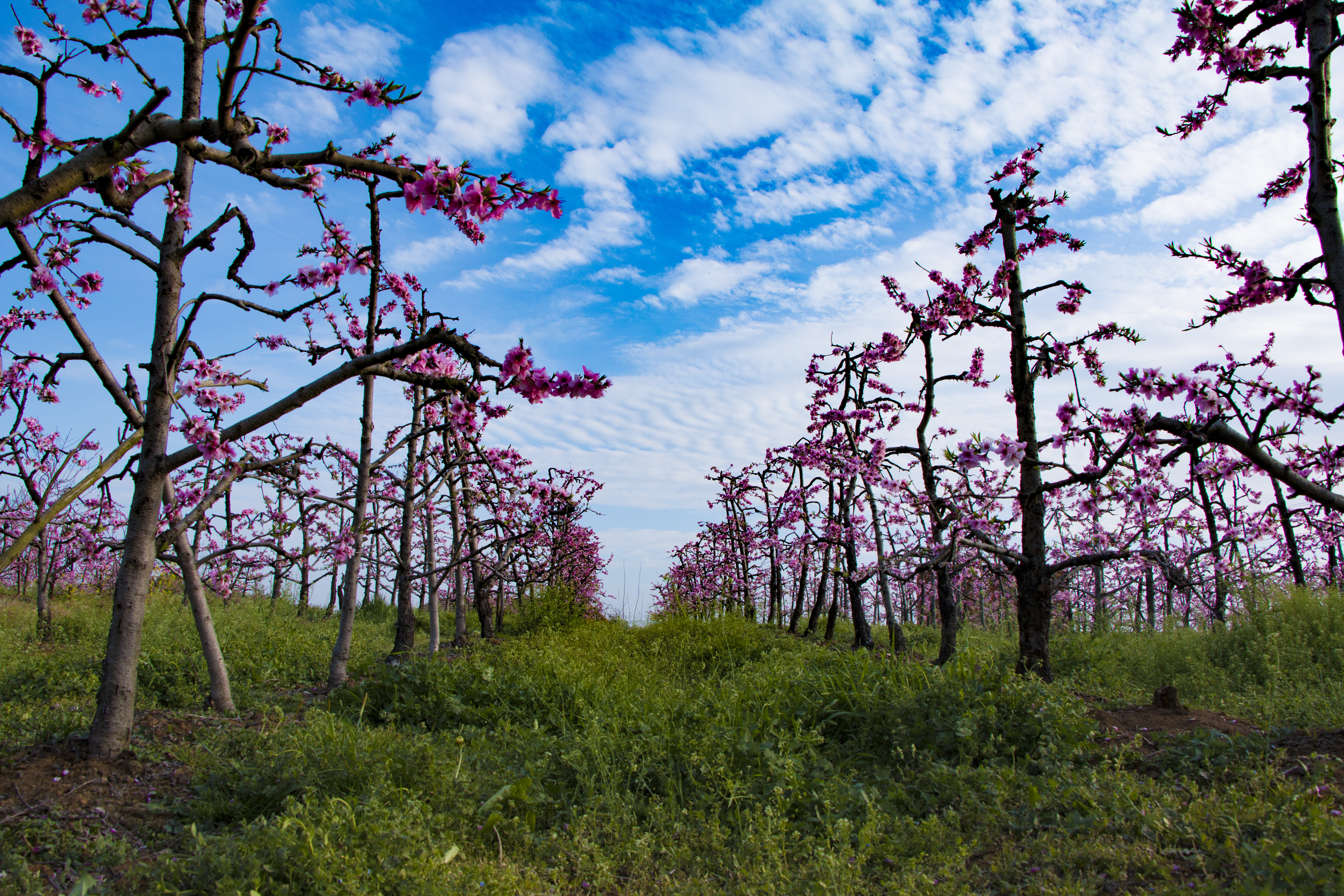 湖北枣阳万顷桃林花盛开美不胜收