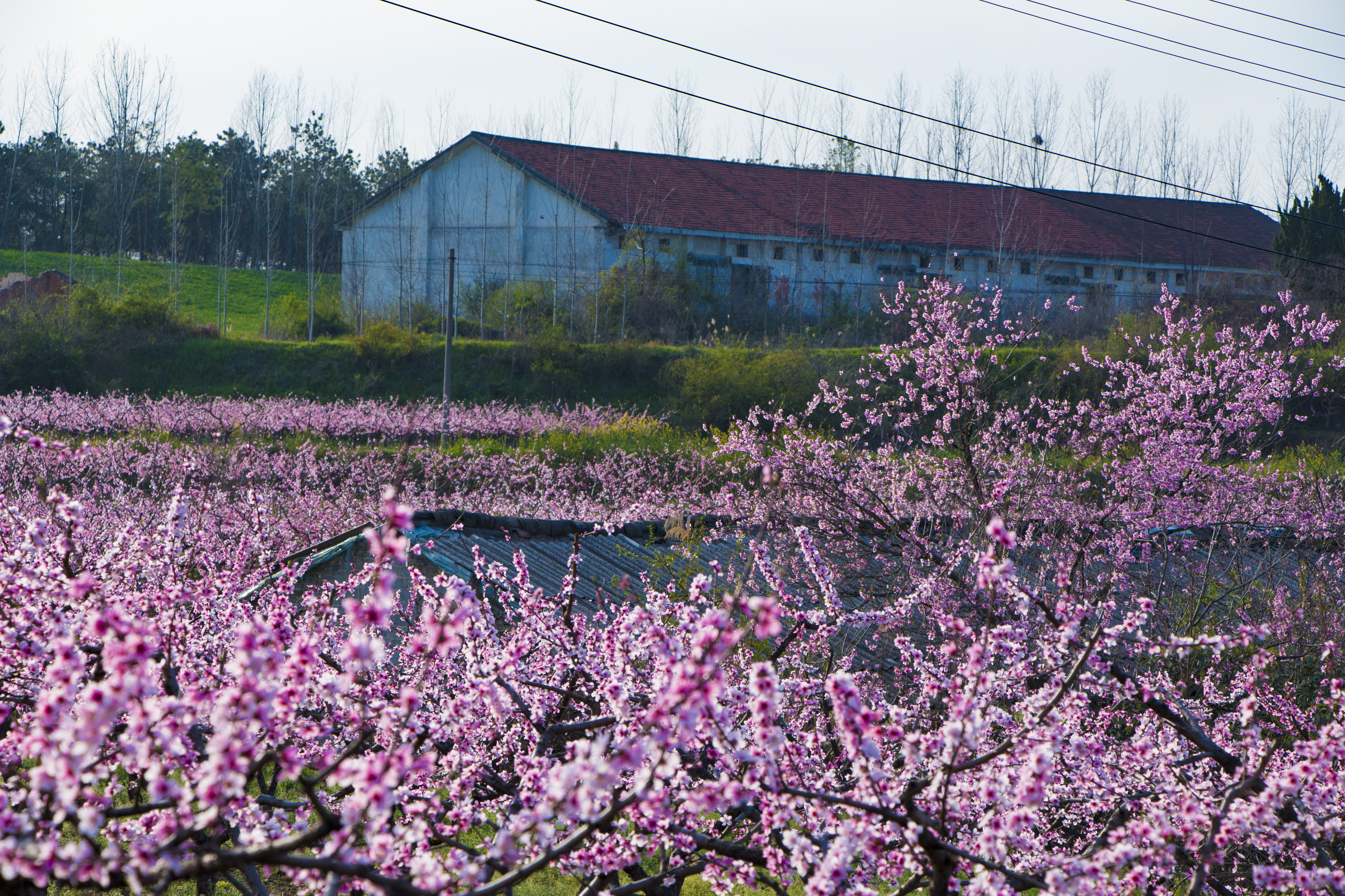 湖北枣阳万顷桃林花盛开美不胜收