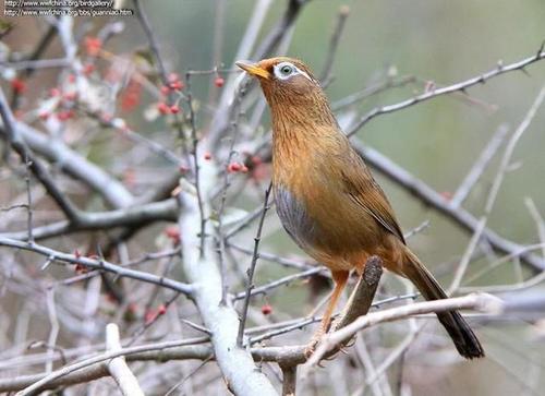 一只精品画眉鸟儿除了要有好的品相——标准身形,整洁完整漂亮的羽翼