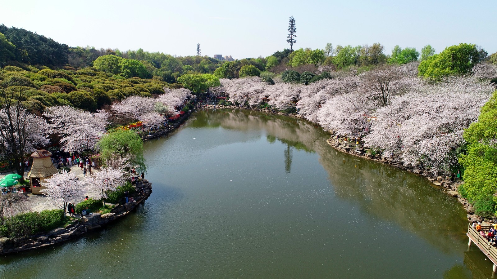 春风十里百花怒放省植物园变身樱的国丨航拍长沙
