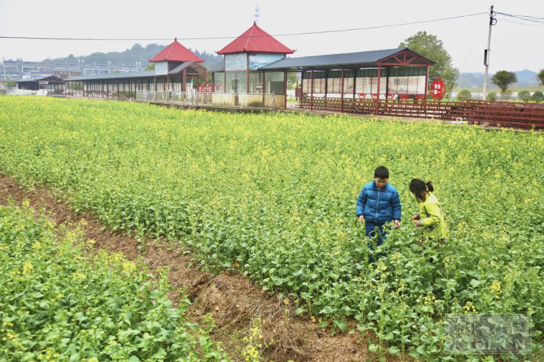 湘潭县梅林桥镇3月15日,游客在韶山银田镇银田村的现代农业示范区赏花
