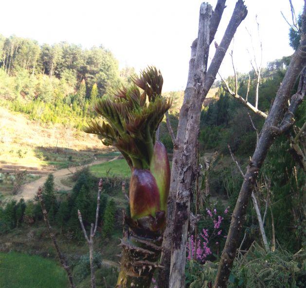 淘金河村椿头苞采摘正当时