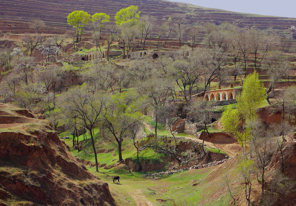 每当春天来临,黄土高坡的沟沟坎坎里到处都点缀着新绿,透出了勃勃的