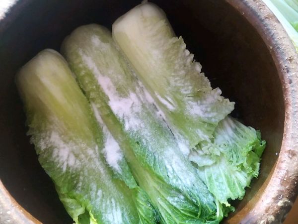 步骤6 我用了大概五六颗小白菜的量,正好塞满腌缸.