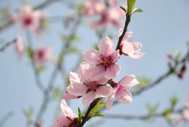 【天气】华北多地春来早 天气“暖”是主基调