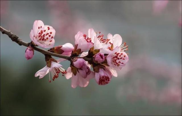 山桃花萼贴服花瓣