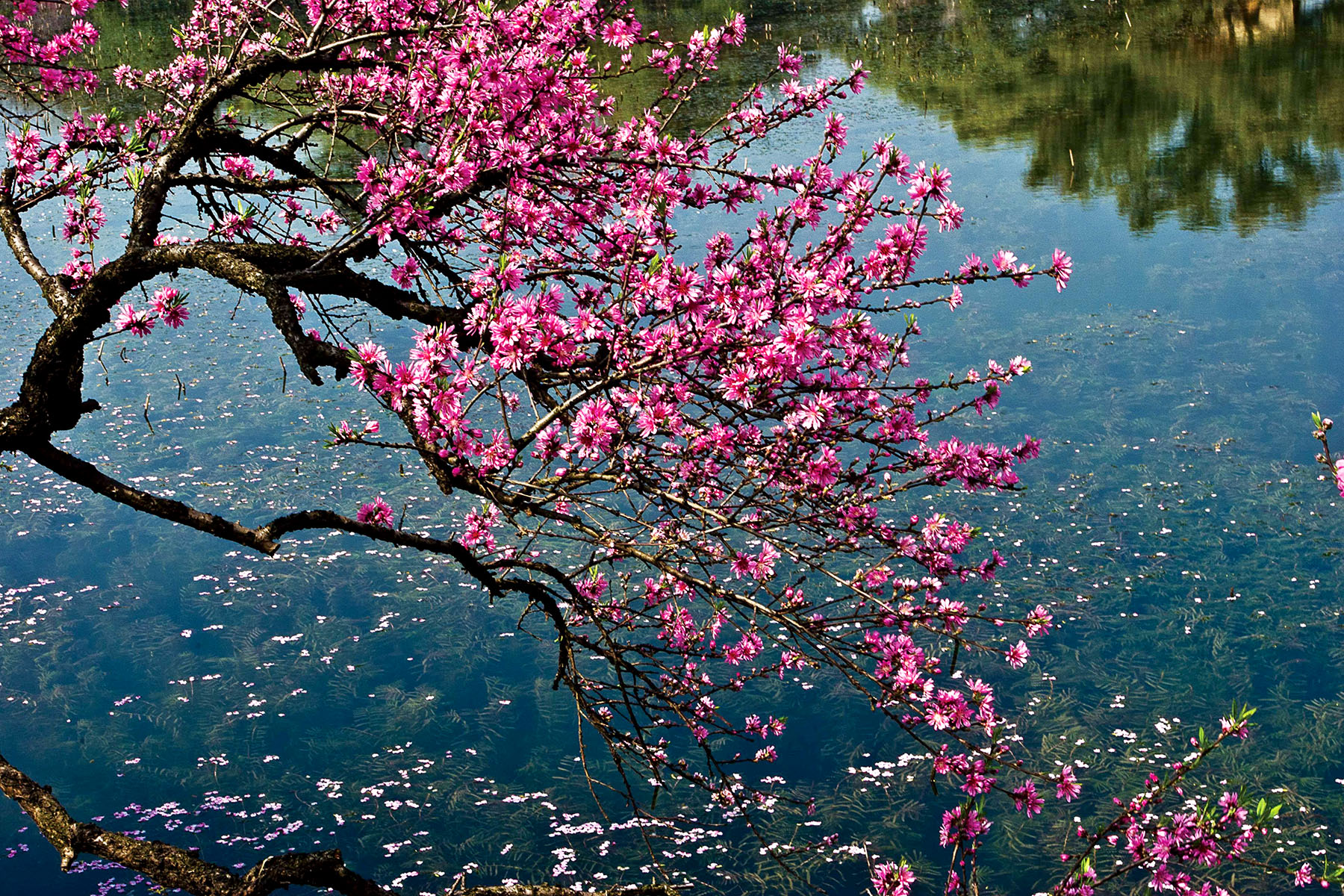 夹岸桃花蘸水开