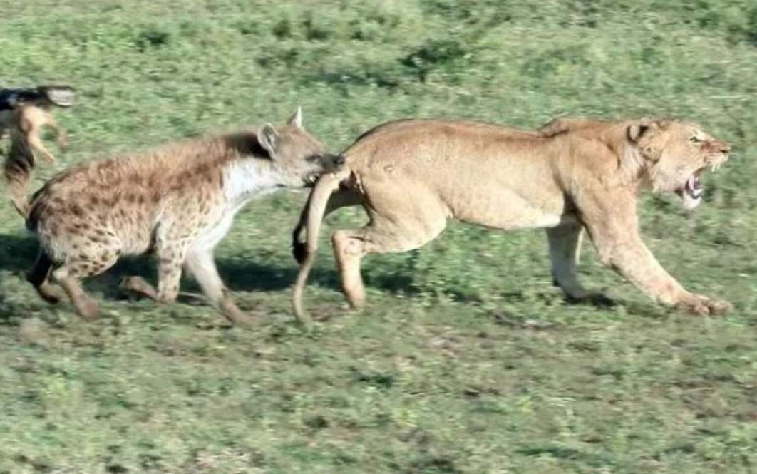 鬣狗捕杀狮子后吃几口就跑这到底是为什么