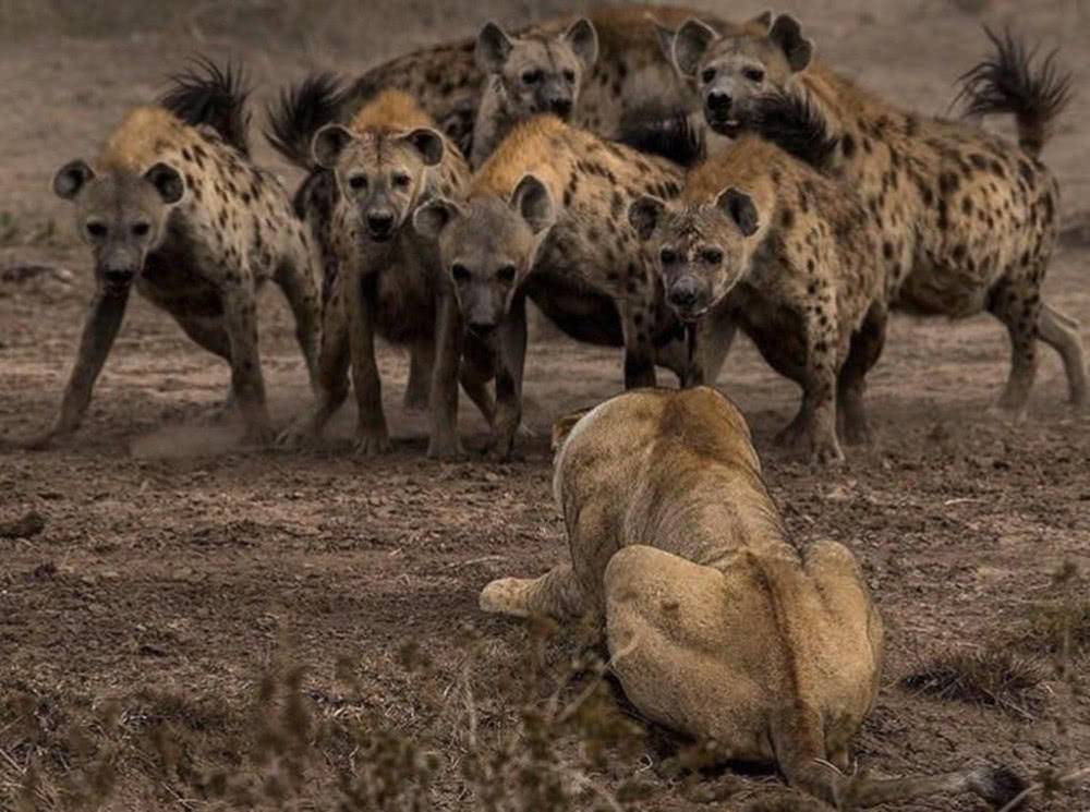 鬣狗捕杀狮子后吃几口就跑这到底是为什么
