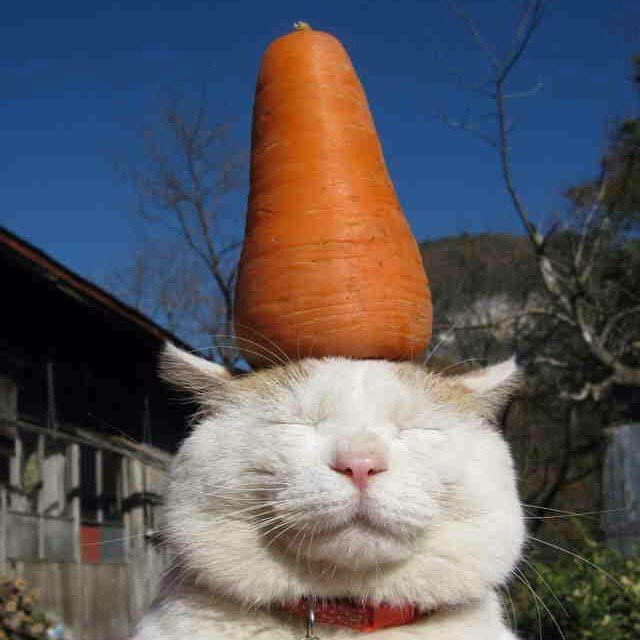 泪奔再见了猫叔谢谢你曾经来过