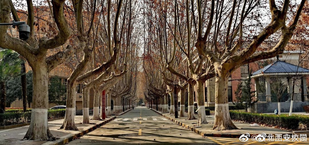 大学▲这些记忆中的校园太美好了！你相册里校园的春天什么样？