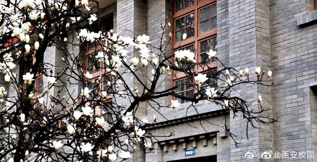 大学▲这些记忆中的校园太美好了！你相册里校园的春天什么样？