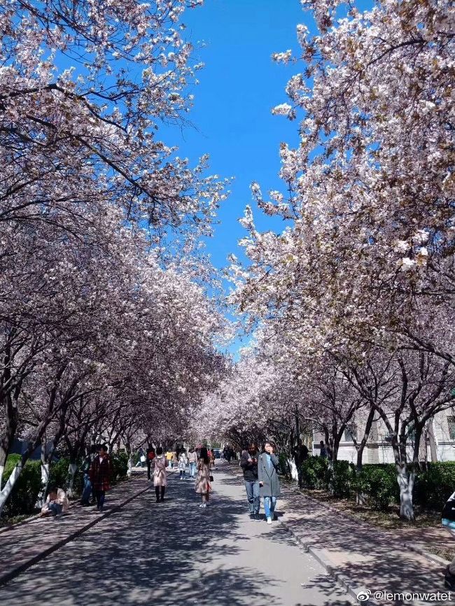 大学▲这些记忆中的校园太美好了！你相册里校园的春天什么样？